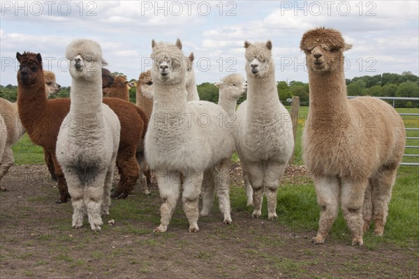 Alpaca