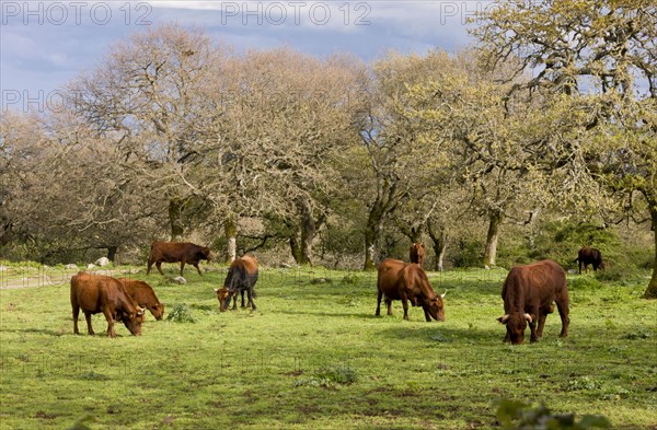 Domestic cattle