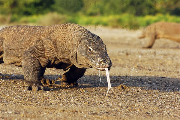 Adult komodo dragon