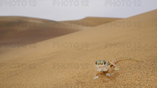 Web-footed Gecko