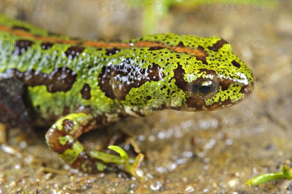 Southern Marbled Newt