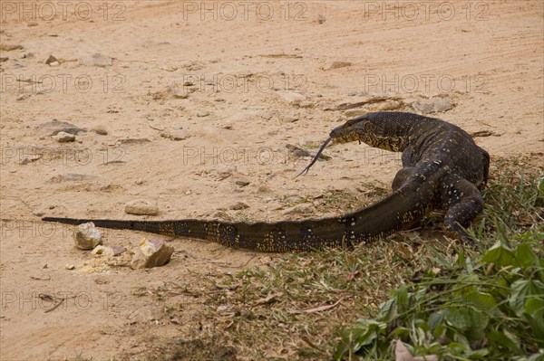 Split-tongued water monitor