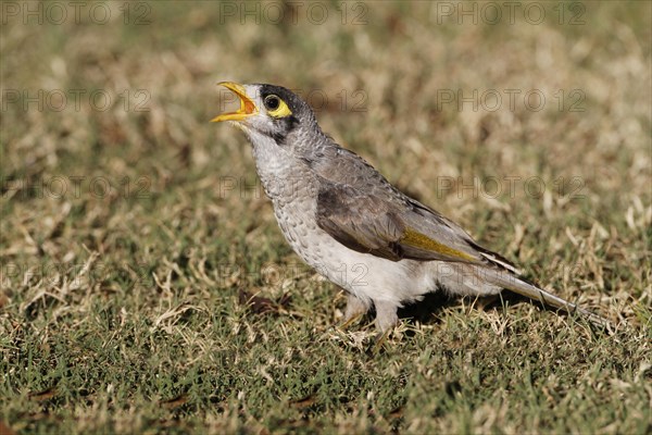 Yellow-throated Miner