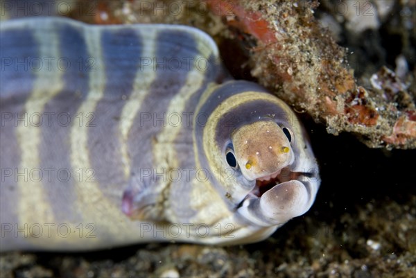 Moray Eel