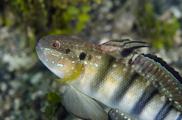 Banded Goby