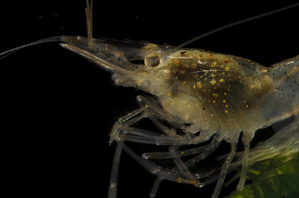 Brackish-water Prawn