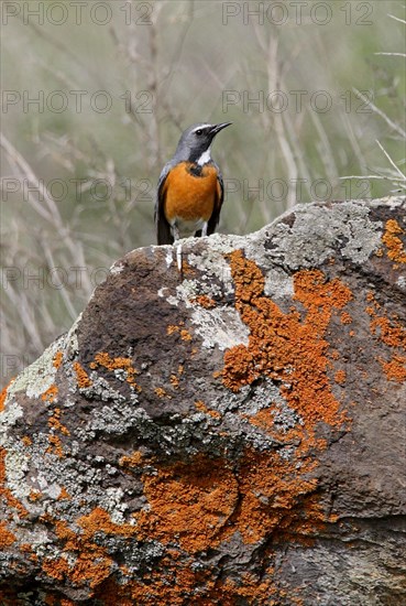 White-throated Robin