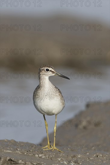 Wood Sandpiper