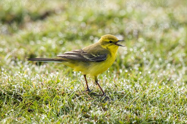 Yellow Wagtail