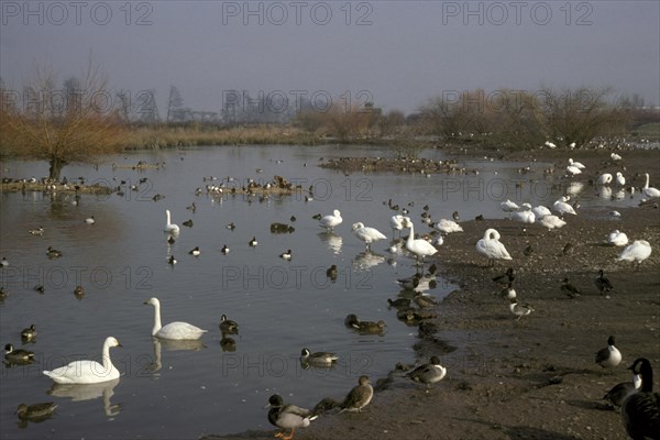 Mixed wildfowl Dwarf Swans