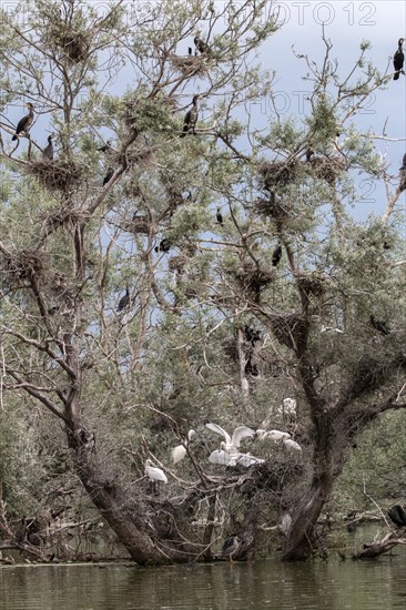 Nesting platypus in cormorant nesting colony