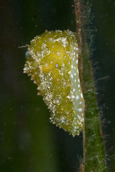 Sea hare