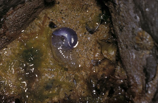 Violet sea-snail