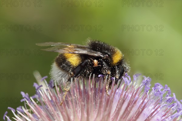 Common White-tailed Bumblebee