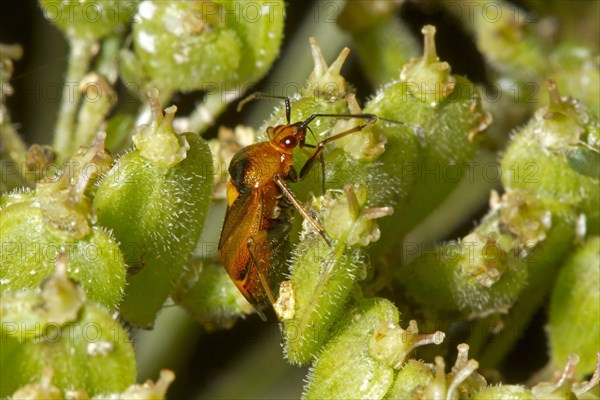 Red capsid bugs