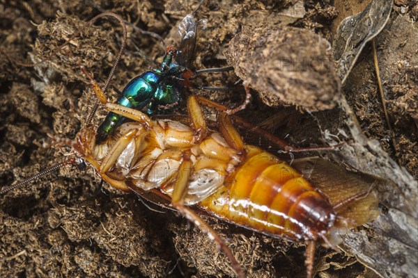 Emerald cockroach wasp