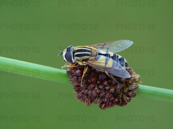 Hoverfly