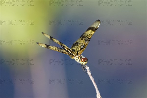 Halloween Pennant