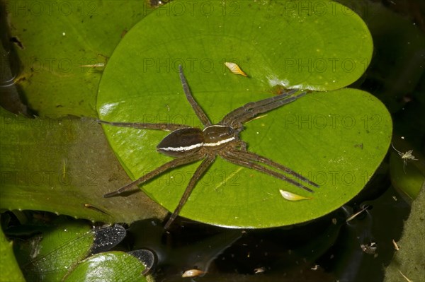 Fen Raft Spider