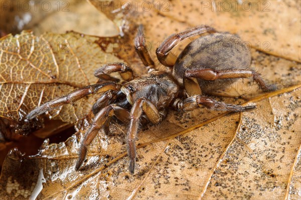 Trapdoor Spider