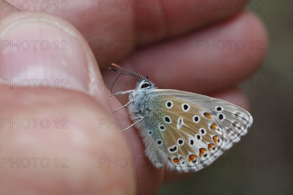 (Adonis) blue Sky Blue, Other animals, Insects, Butterflies, Animals, Adonis Blue (Lysandra bellargus) adult, drinking sweat from human hand for salt conten