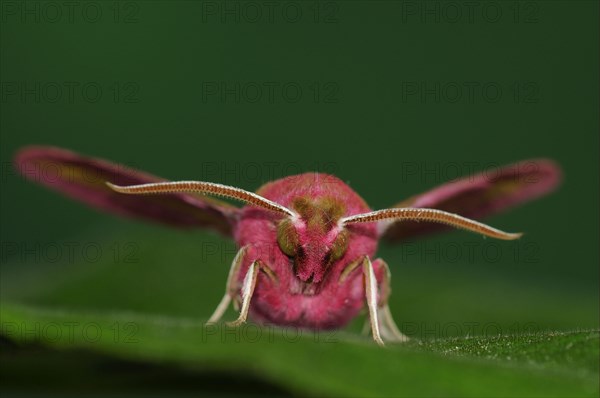 Small elephant hawk-moth