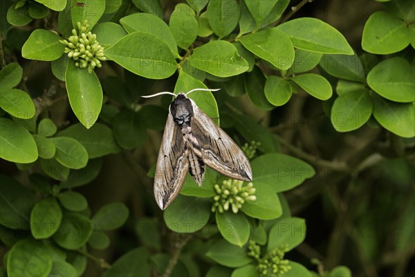 Privet hawkmoth