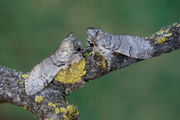 Yellow Horned Moth