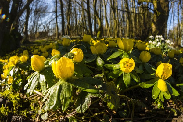 Winter Aconite