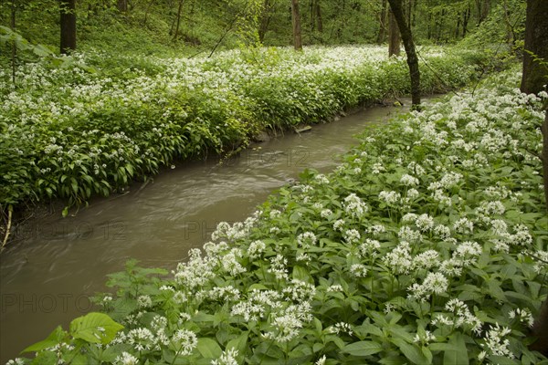 Ramsons