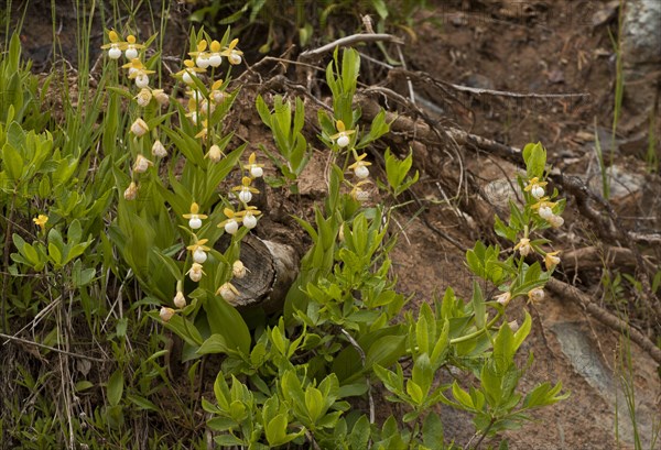 California Lady's Slipper