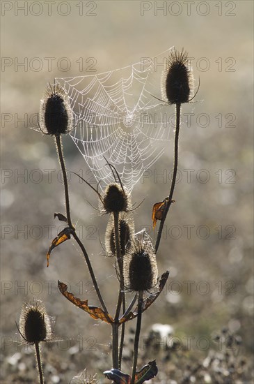 Common Teasel