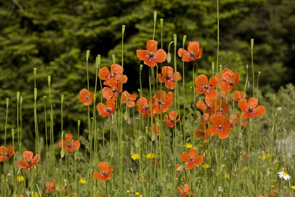 Long-headed long-headed poppy