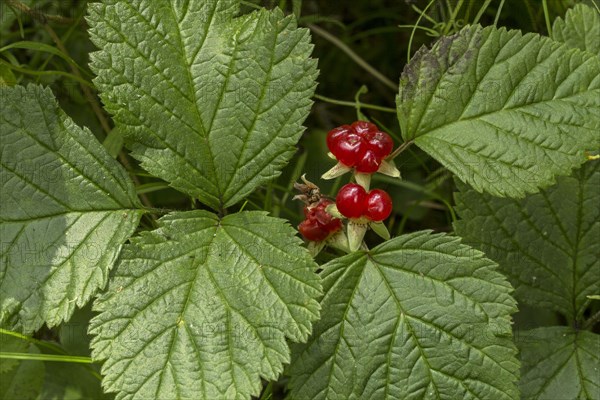 Stone Bramble