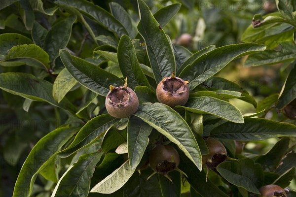 Medlar