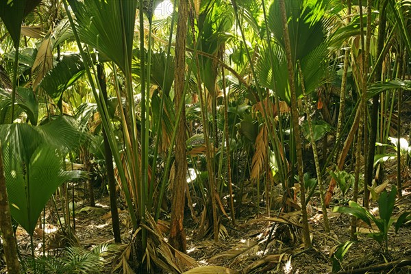Vegetation in Vallee de Mai National Park