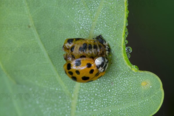 Harlequin ladybird