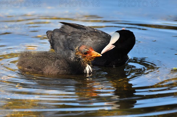 Eurasian Coot with chick