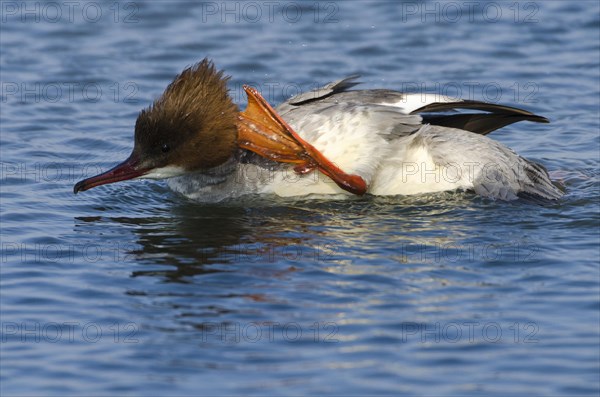 (Mergus merganser)