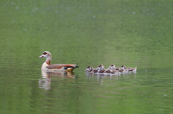 Egyptian goose and goslings