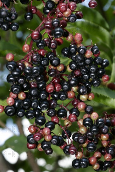 Black elderberry