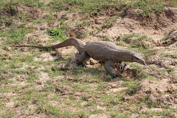 Bengal bengal monitor