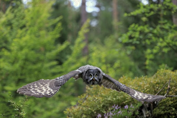 Great Grey Owl