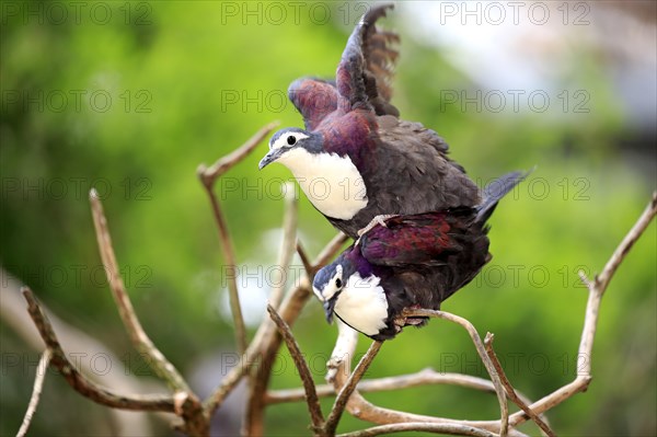 White-breasted ground dove