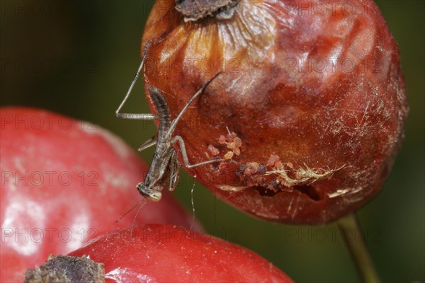 Praying mantis