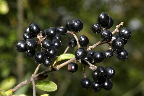 Common wild privet