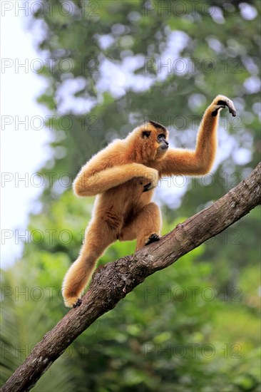 Yellow-cheeked gibbon