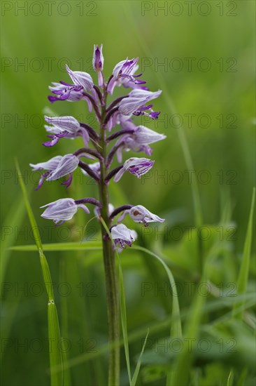 Helmeted Orchid