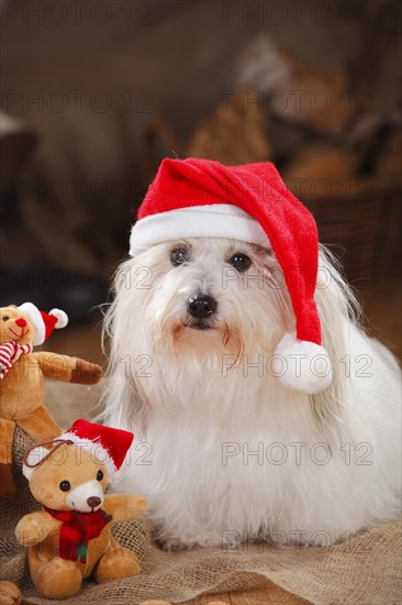 Coton de Tulear