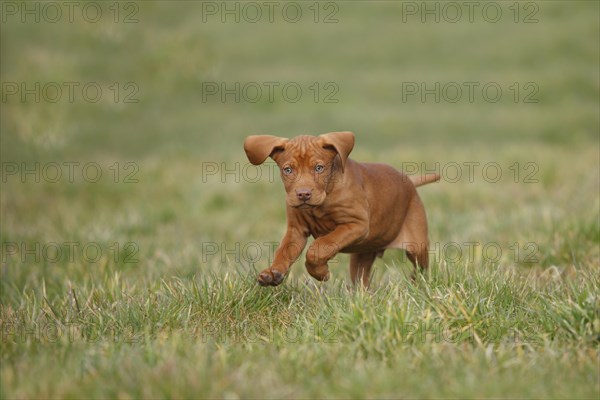 Shorthaired Hungarian Pointing Dog